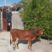 گوساله