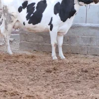 گاو شیری با گوساله نر