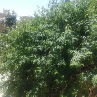 تعدادی گل یاس سفید|گل و گیاه طبیعی|فسا, |دیوار