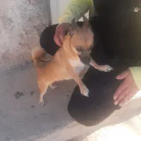 سگ پامر|سگ|پاکدشت, پاکدشت (مامازند)|دیوار