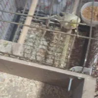 فروش مولد لوتینو نر  و زعفرونی  ماده