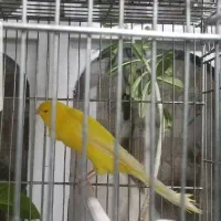 قناری رسمی بلند