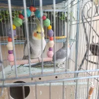 پرنده|پرنده|مسجد سلیمان, |دیوار