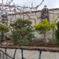 گیاه اکواریوم