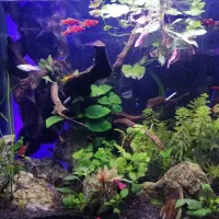 ماهی ارزان شد