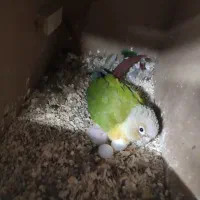 گرینچیک مولد ۶تخم