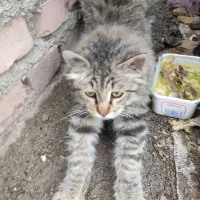 واگذاری گربه|گربه|بوکان, |دیوار