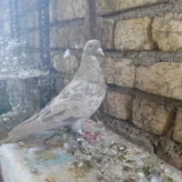 کبوتر