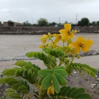 50-قصب-بندسراجی