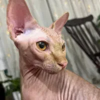 گربه اسفینکس