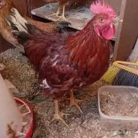 خروس آوازخوان و سالم گلپایگانی