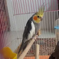 معاوضه یک جفت عروس هلندی با مرغ و خروس