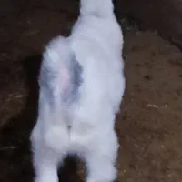 بزغاله|حیوانات مزرعه|کرمانشاه, |دیوار