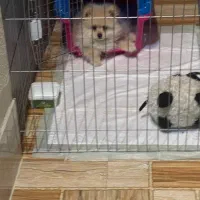 پامرنرشرایط نگهداری ندارم|سگ|قائمشهر, |دیوار