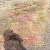 جارو|لوازم نظافت|شیروان (لرستان), |دیوار