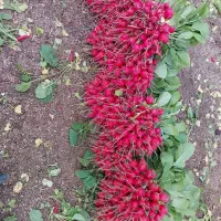 اجاره زمین کشاورزی موسیری