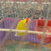 جفت طوطی کتوله