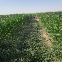 یک تن جو