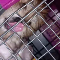 سگ شیتزو ۶ ماهه|سگ|شیراز, شهرک رضوان|دیوار