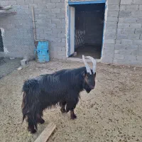 پازن جوان برزی