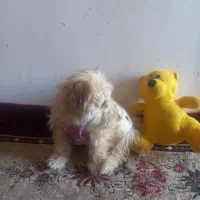 فروش سگ آپارتمانی بسیار آرام وشیرین|سگ|سبزوار, امام خمینی (ناوی)|دیوار