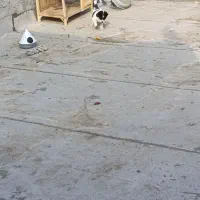 سگ پاکوتاه|سگ|مشهد, پورسینا|دیوار