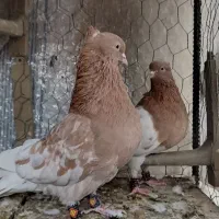 کبوتر کله|پرنده|استهبان, |دیوار