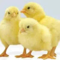 جوجه گوشتی راس