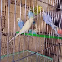 مرغ عشق اسپانگل ورینبو