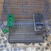 قفس مرغ عشق به فروش میرسد