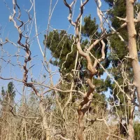 نهال|خدمات باغبانی و درختکاری|بیرجند, |دیوار