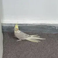 عروس هلندی ماده|پرنده|شهریار, شهرک بهاران (ویره)|دیوار