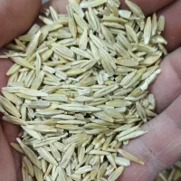 جو دیم|گل و گیاه طبیعی|شیروان (لرستان), |دیوار