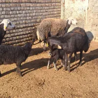 سه عدد شیشک دو دندان