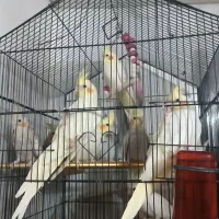 عروس هلندی