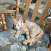 گربه نارنجی|گربه|اصفهان, شاهزید|دیوار