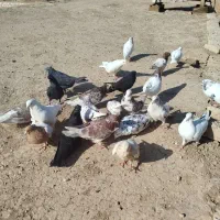 کفتر سرحال