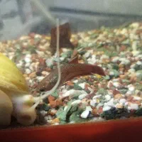 فایتر ماده پلاکت|ماهی|اهواز, بهارستان|دیوار