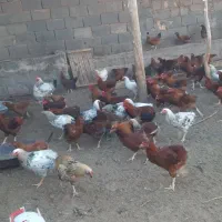 مرغ خروس|حیوانات مزرعه|باشتین, |دیوار