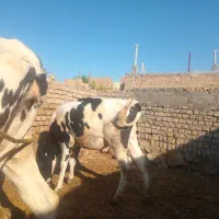 گاو|حیوانات مزرعه|نیشابور, مازول|دیوار