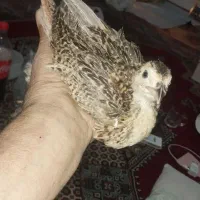 جوجه آمریکایی پاکستانی