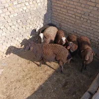 شیشک میش بره دار