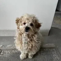 سگ نژاد مالتی پو