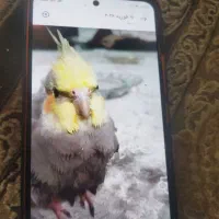 عروس هلندی گم شده