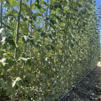فروش نهال کبوده همراه با مشاوره کاشت|خدمات باغبانی و درختکاری|مهران (ایلام), |دیوار