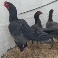 مرغ وخروس وجوجه لاری برزیلی