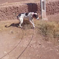 حیون ج گوسفندی دهن پاک