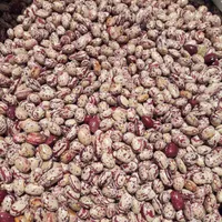 لوبیا چیتی درجه یک بذری|خوردنی و آشامیدنی|سراب, |دیوار