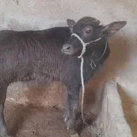 گامیش با گوساله ماده|حیوانات مزرعه|کرخه, |دیوار