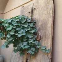 در قدیمی|کلکسیون اشیاء عتیقه|یزد, |دیوار